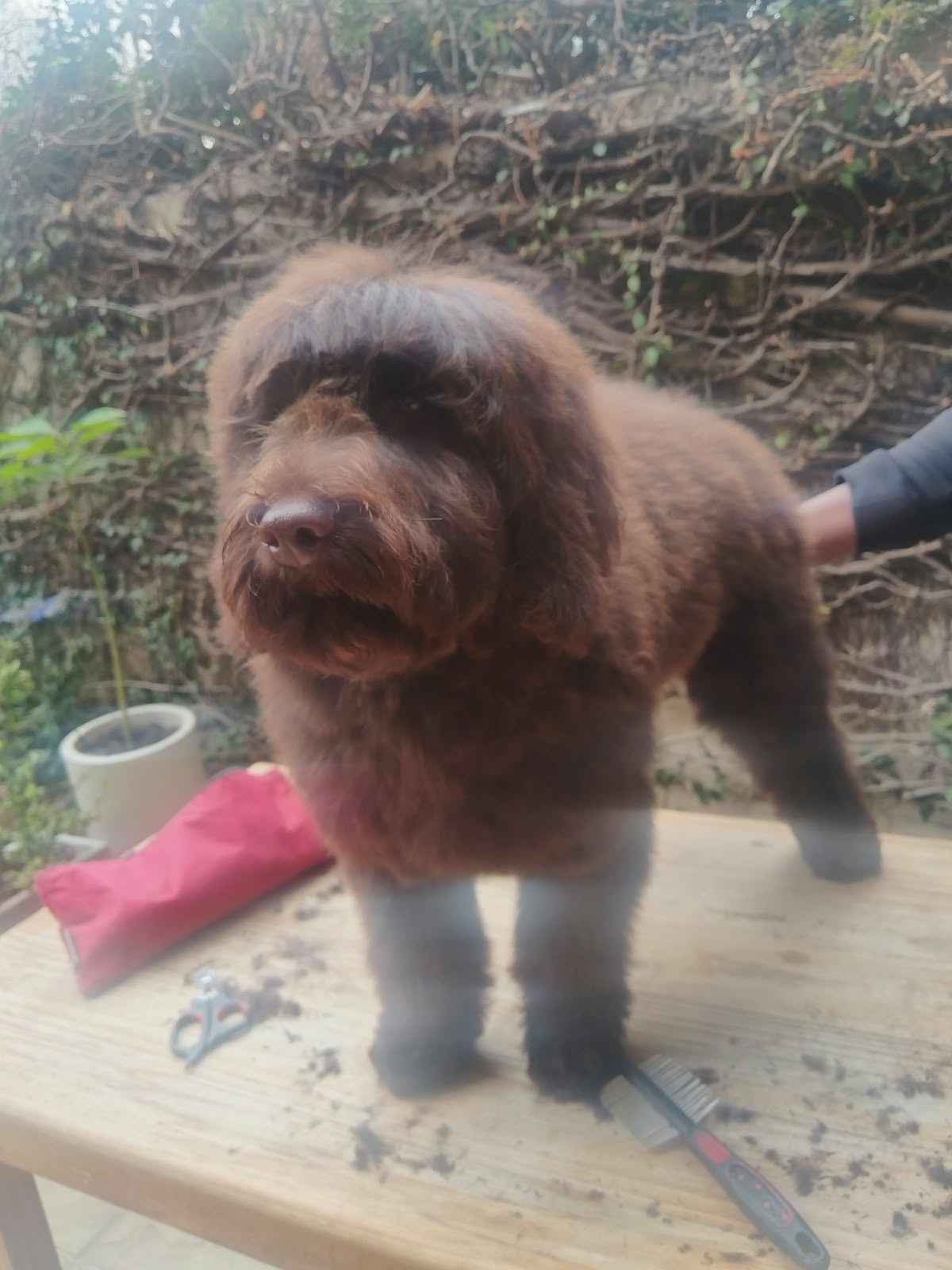 A brown curly-coated dog standing on a grooming table in a garden