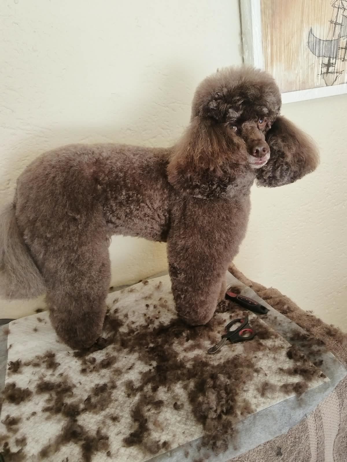 A brown poodle standing on a grooming table surrounded by clipped hair