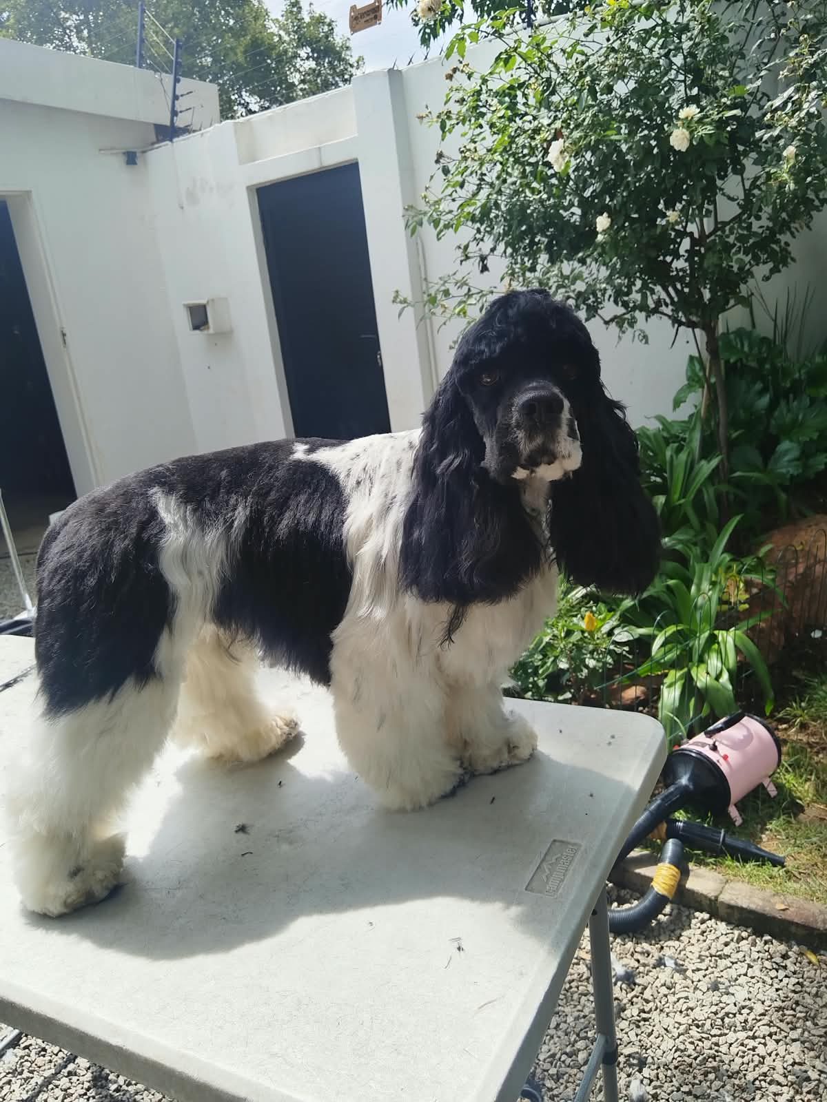 A black and white spaniel standing on a grooming table on a client’s patio