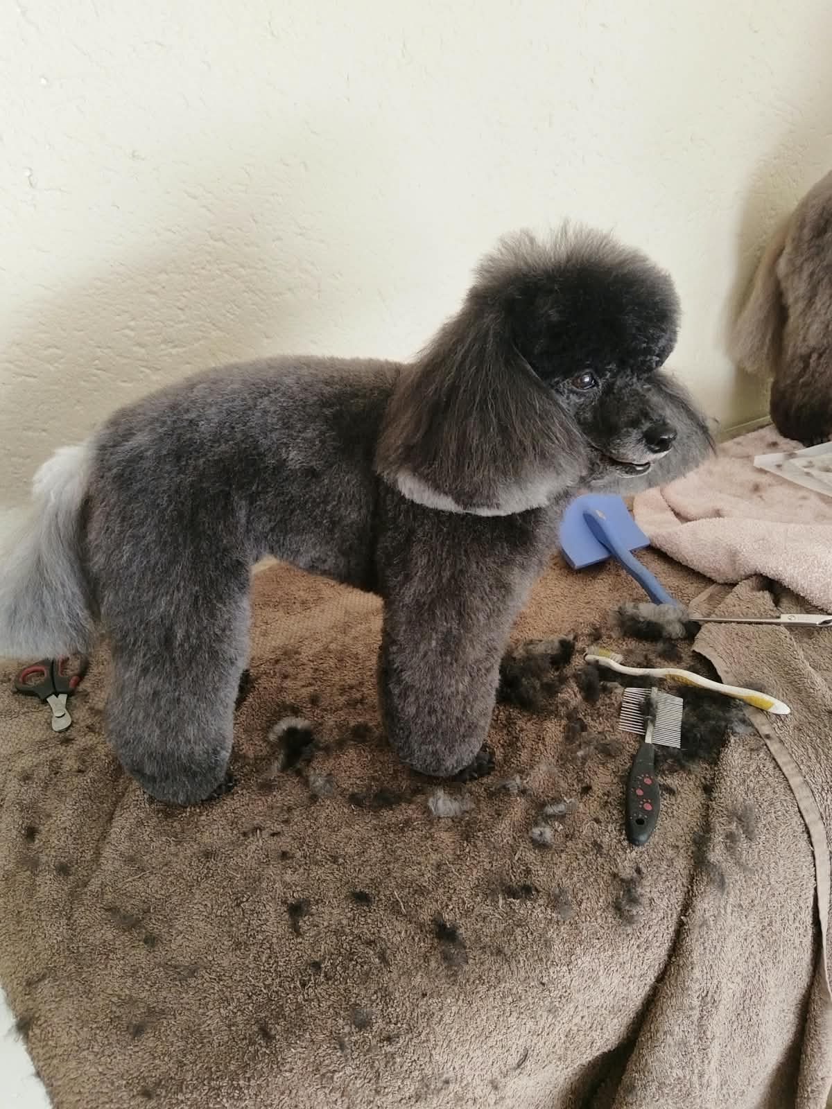 A grey poodle standing on a grooming table on top of clipped hair