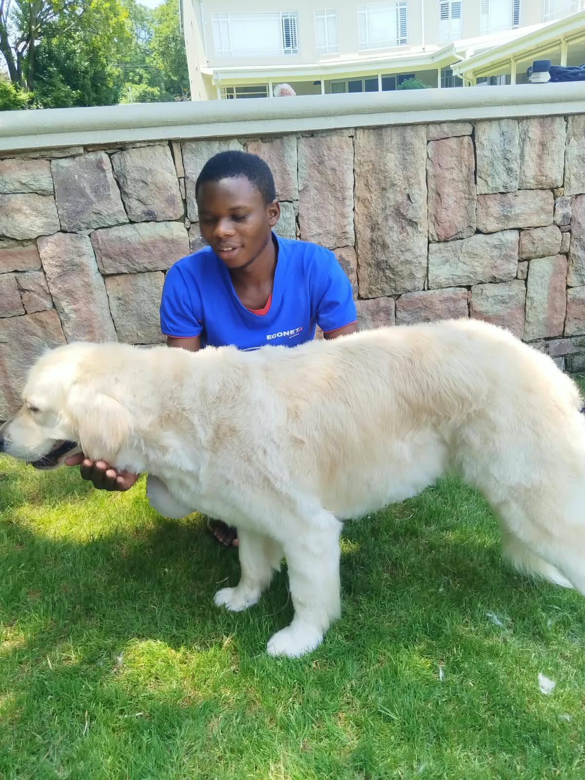 A groomer brushing out a golden retriever on the lawn at a client’s home
