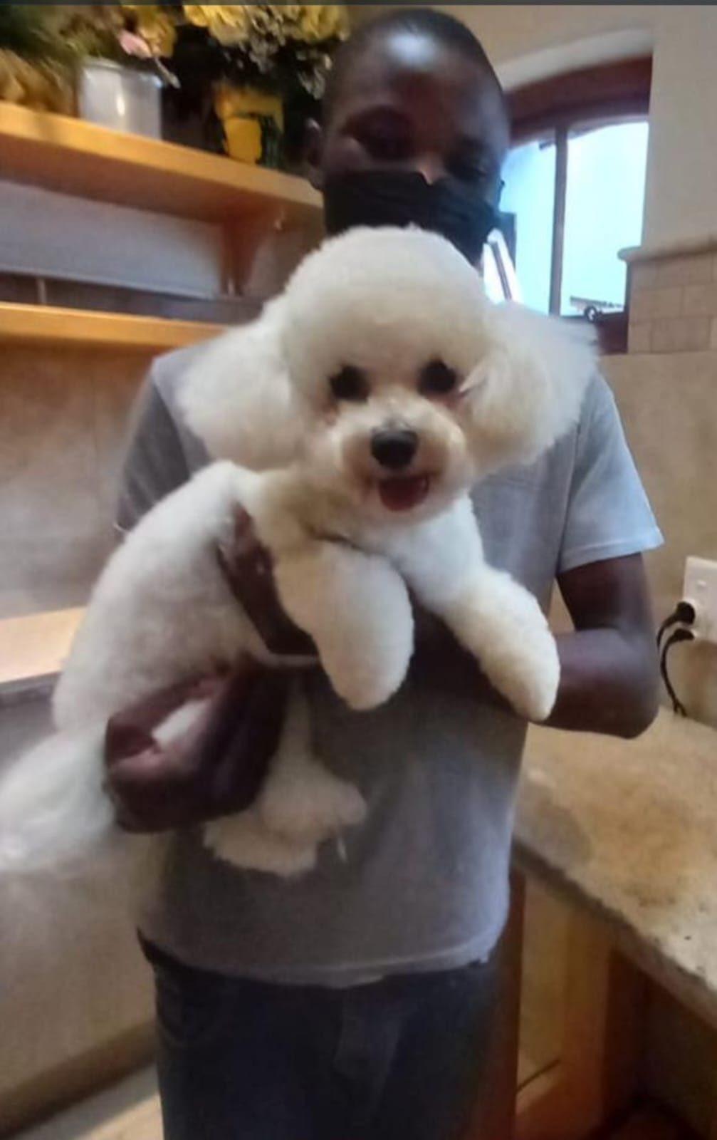 A groomer holding a small white dog indoors after its groom