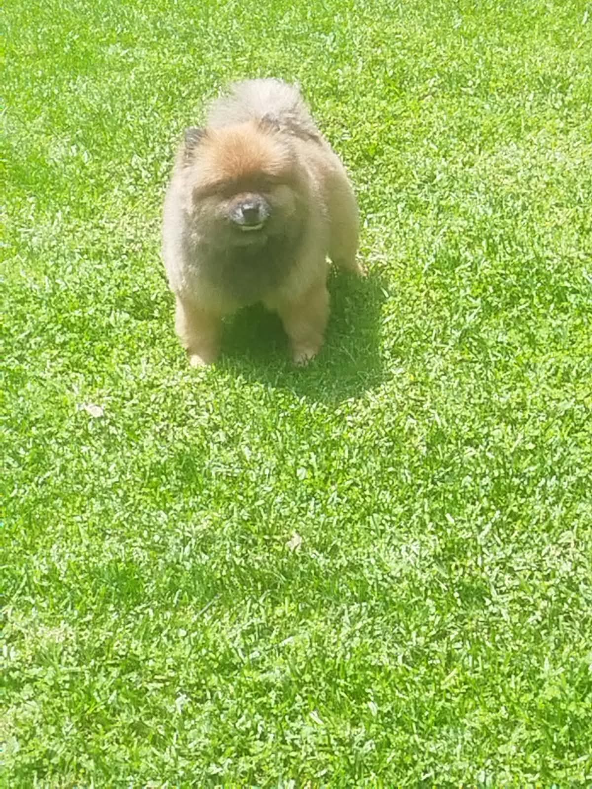A small fluffy dog standing on a lawn after a groom