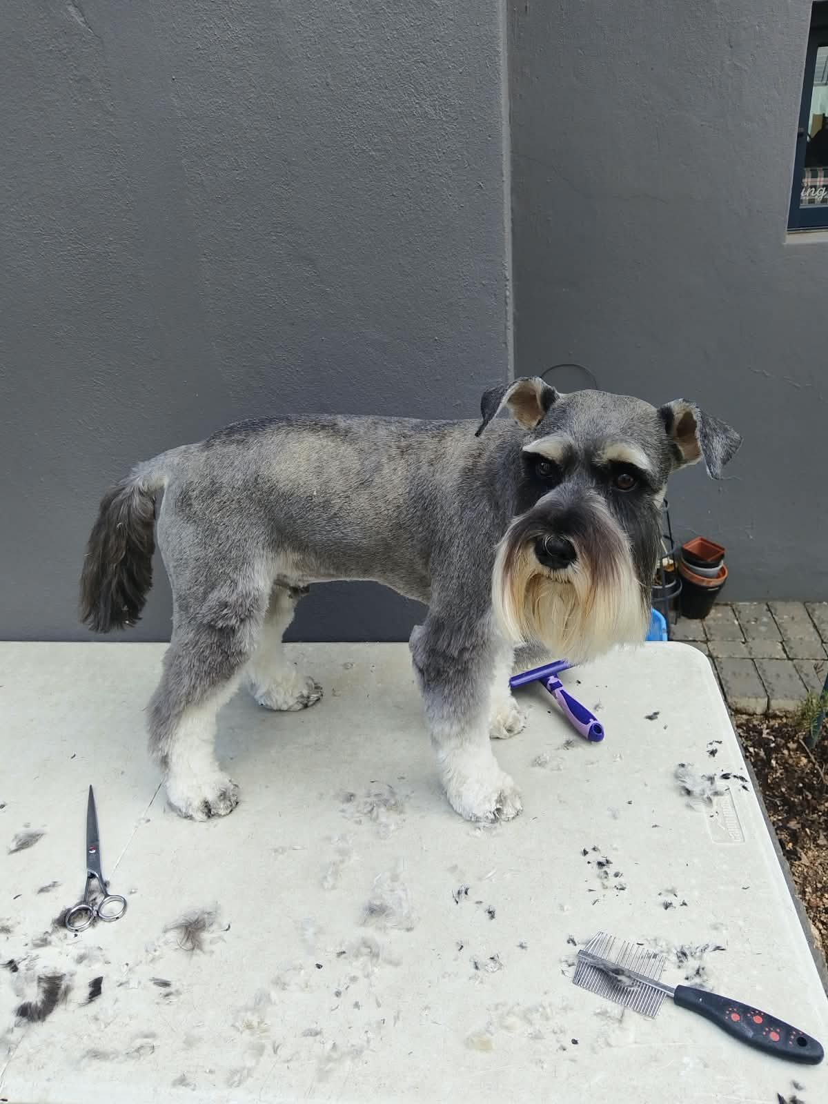 A freshly trimmed schnauzer standing on a grooming table outside a client’s home, scissors beside it
