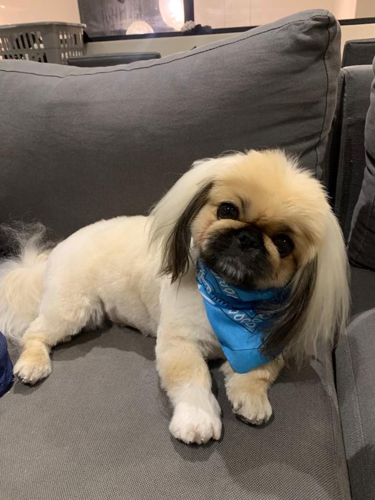 A small long-coated dog wearing a blue bandana lying on a sofa after a groom