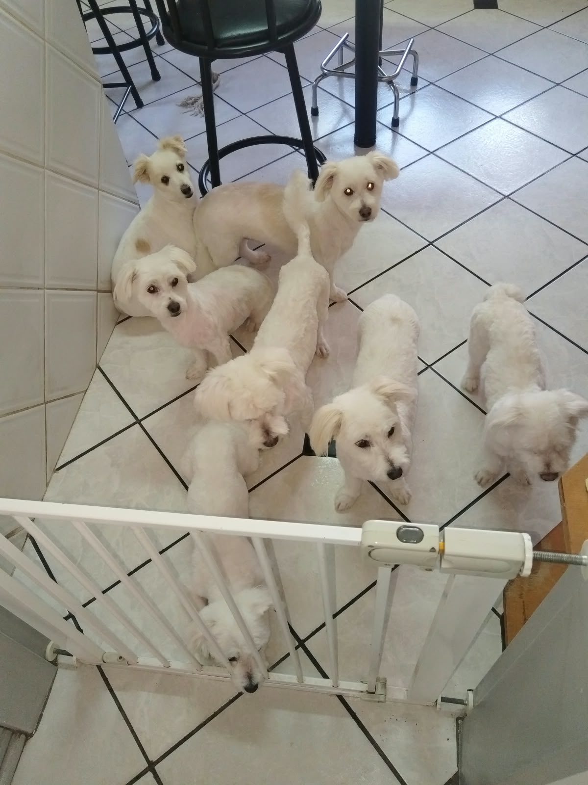 A group of small white dogs standing together behind a gate indoors