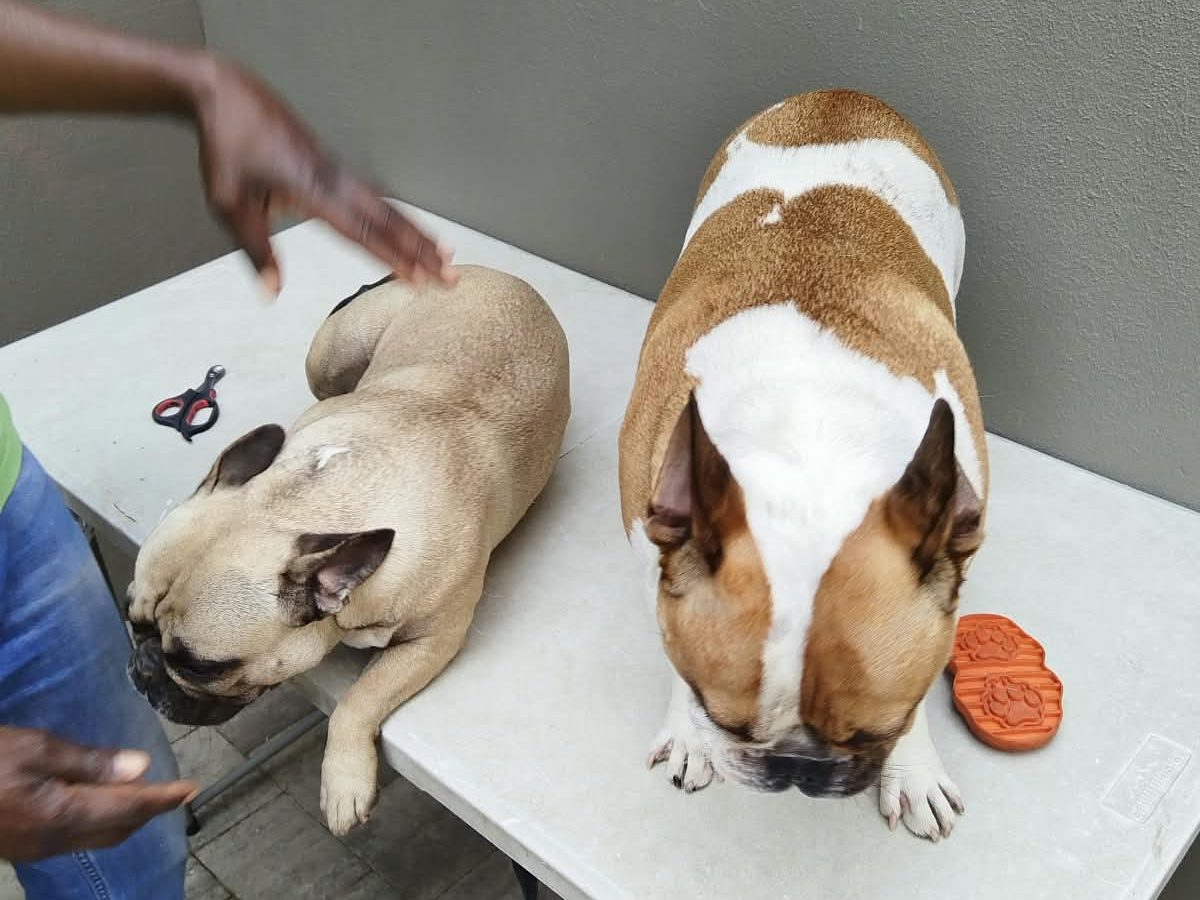 A groomer’s hand checking over two French bulldogs on a grooming table