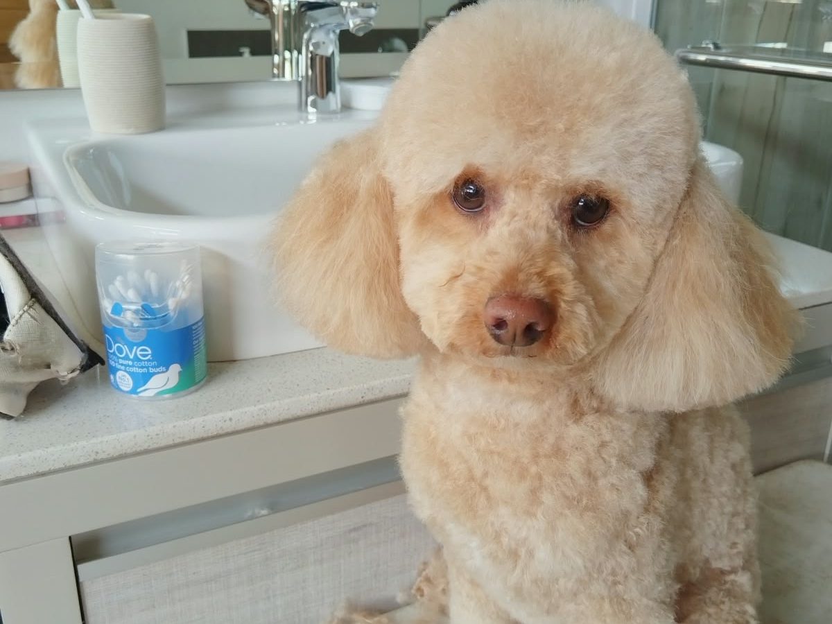 An apricot poodle sitting beside a bathroom basin after its bath and groom