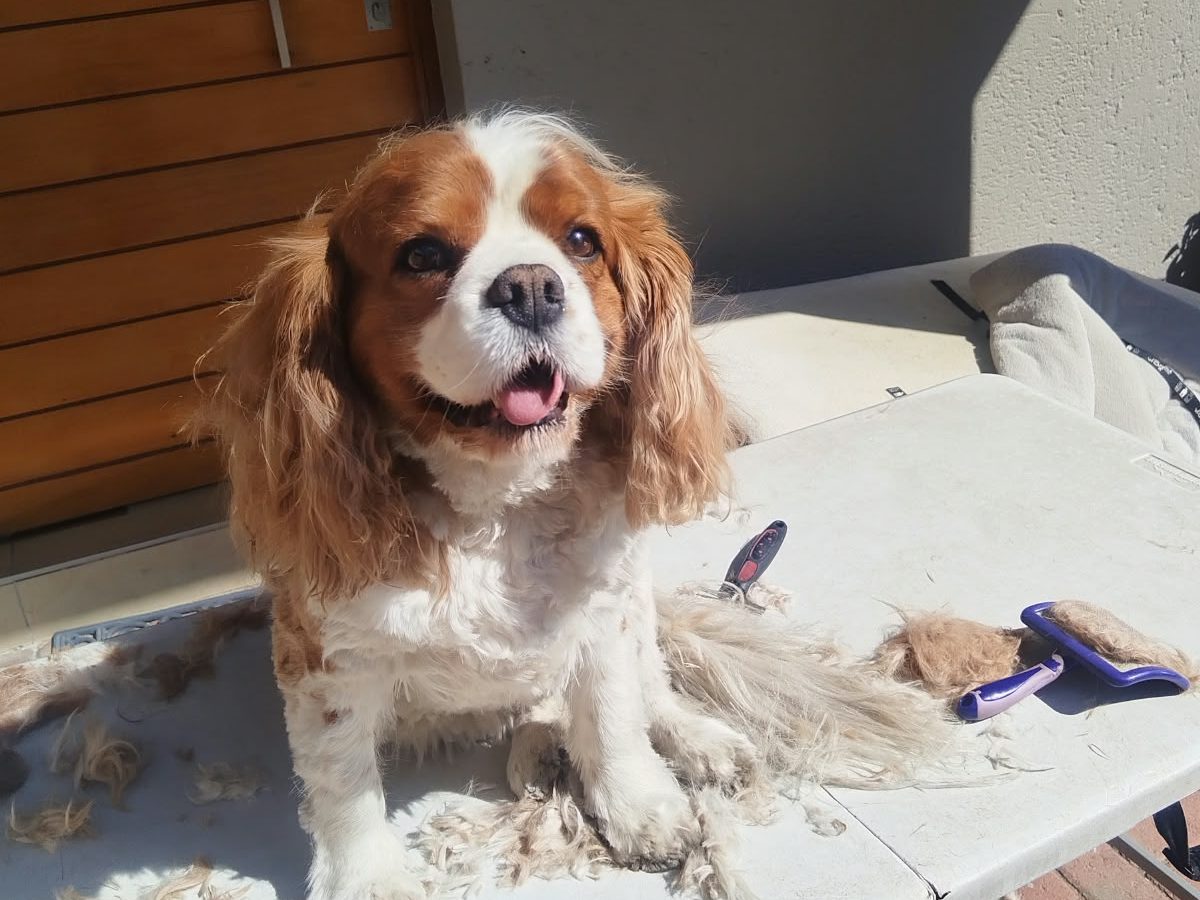 A Cavalier King Charles spaniel sitting on a grooming table mid-groom, brushed-out hair beside it