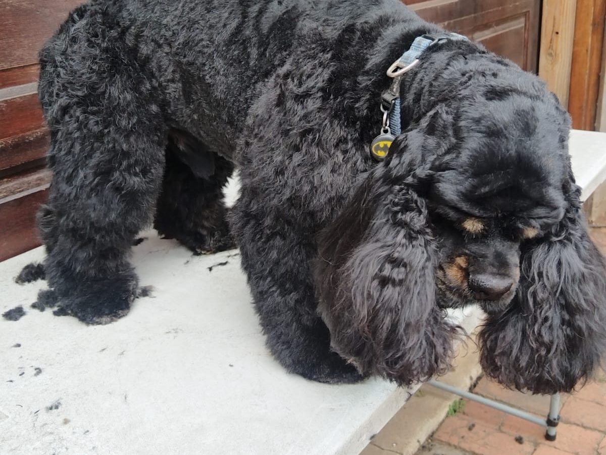 A black cocker spaniel standing on a grooming table with its paws on the clipped hair