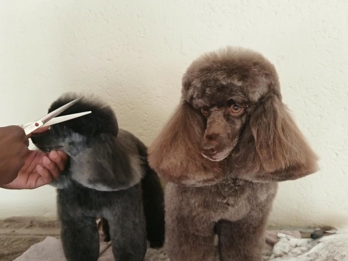 A groomer holding scissors beside two freshly trimmed poodles on a grooming table